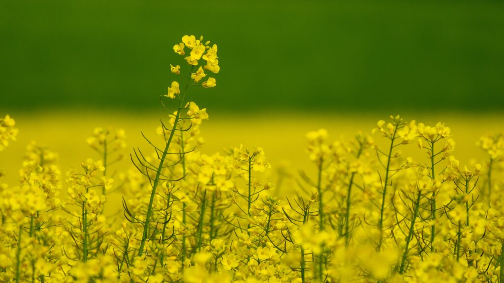 Mustard fields in Rajasthan